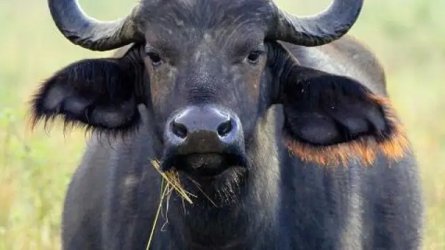 भैंस ने निगल लिया डेढ़ लाख रुपये का मंगलसूत्र, जानिए आगे क्या हुआ?